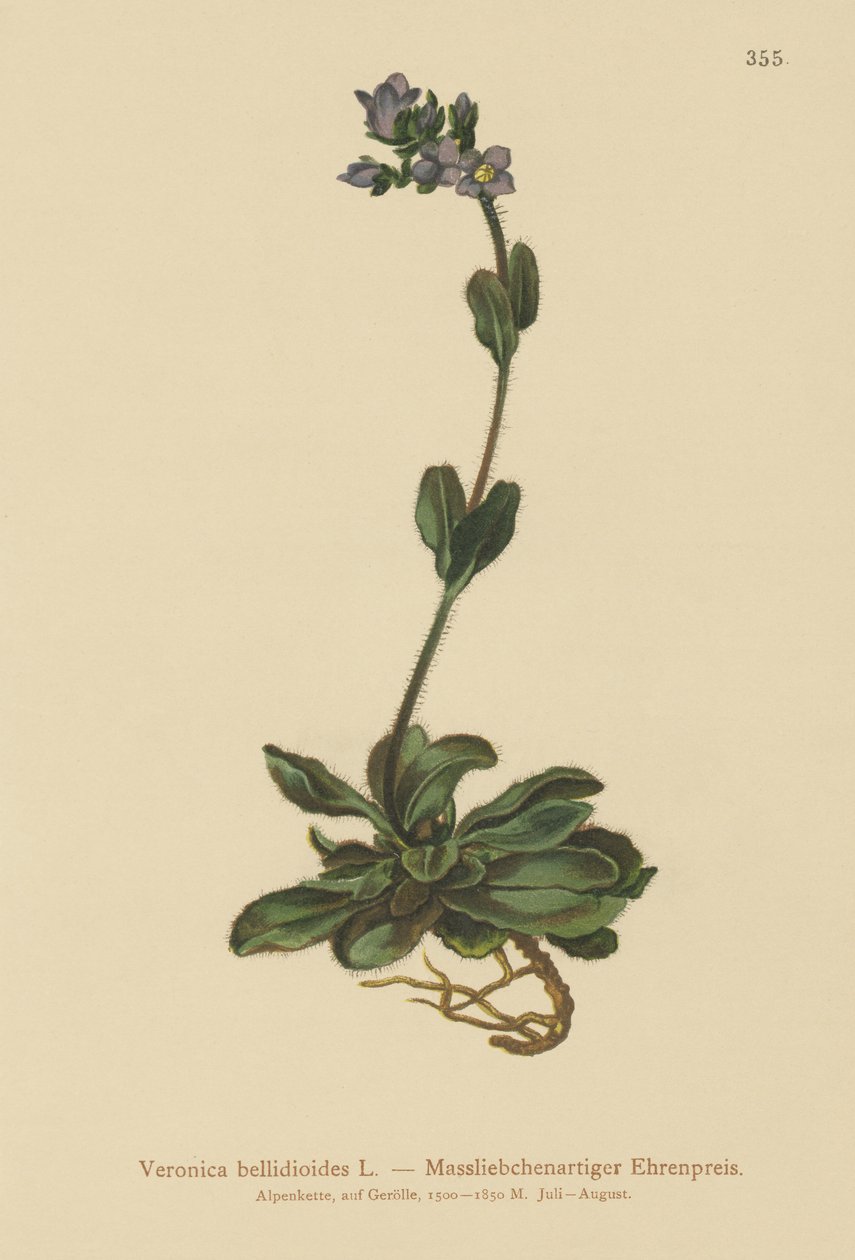 Cüce mavi sürat teknesi (Veronica bellidioides) by German School