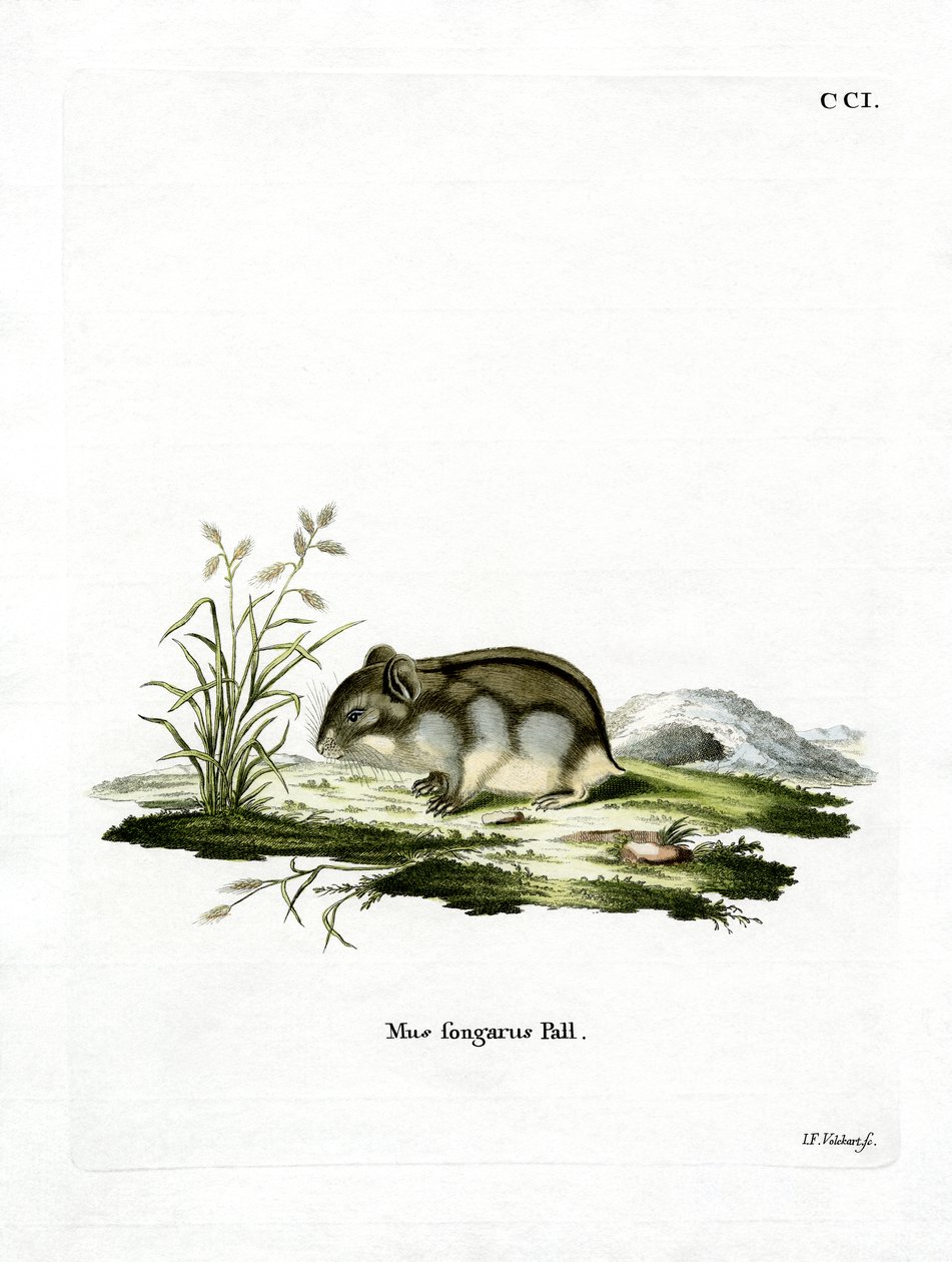 Dzhungarian Cüce Hamster (renkli gravür) by German School
