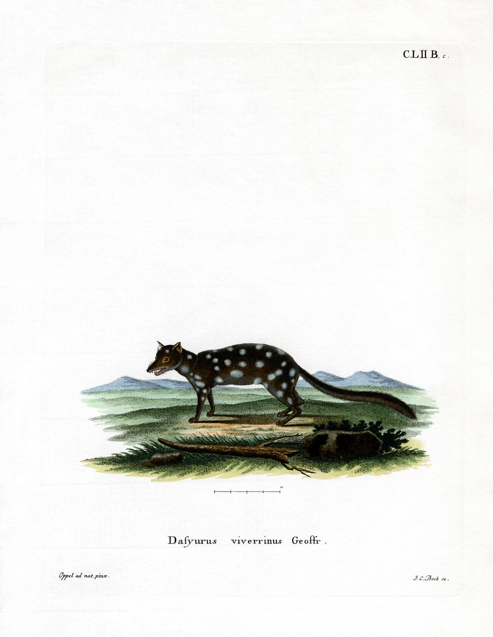 Doğu Quoll (renkli gravür) by German School