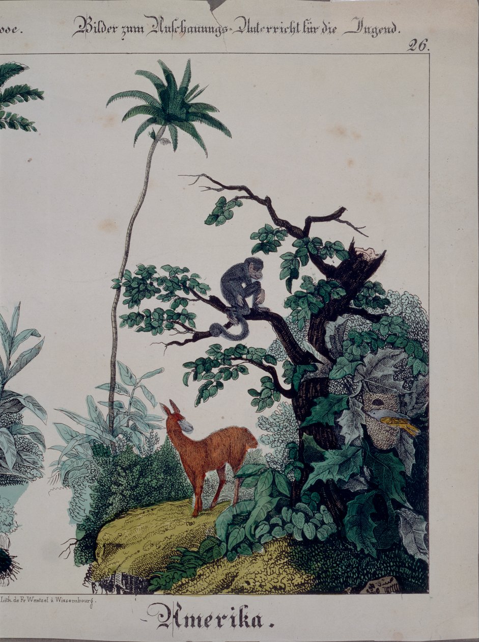 Güney Amerika flora ve faunasını gösteren eğitici poster, sağ taraf, F. Wentzel, Weissenburg, 1840 (ayrıca bkz. 379941) by German School