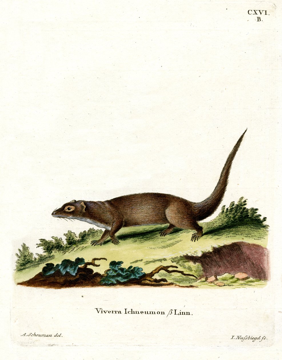 Mısır Firavun faresi (renkli gravür) by German School