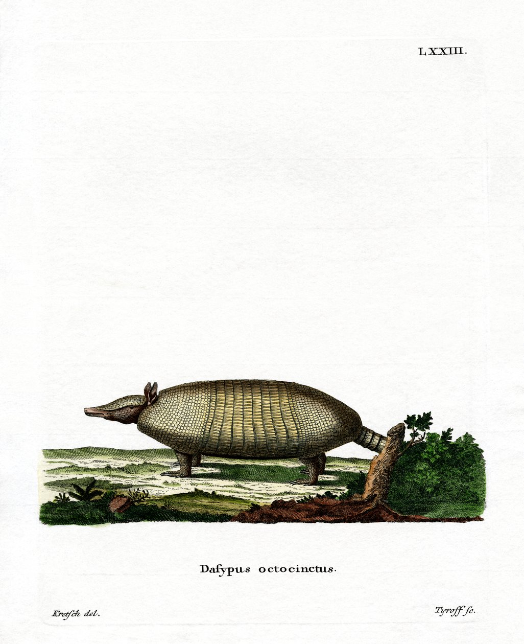 Sekiz bantlı Armadillo (renkli gravür) by German School