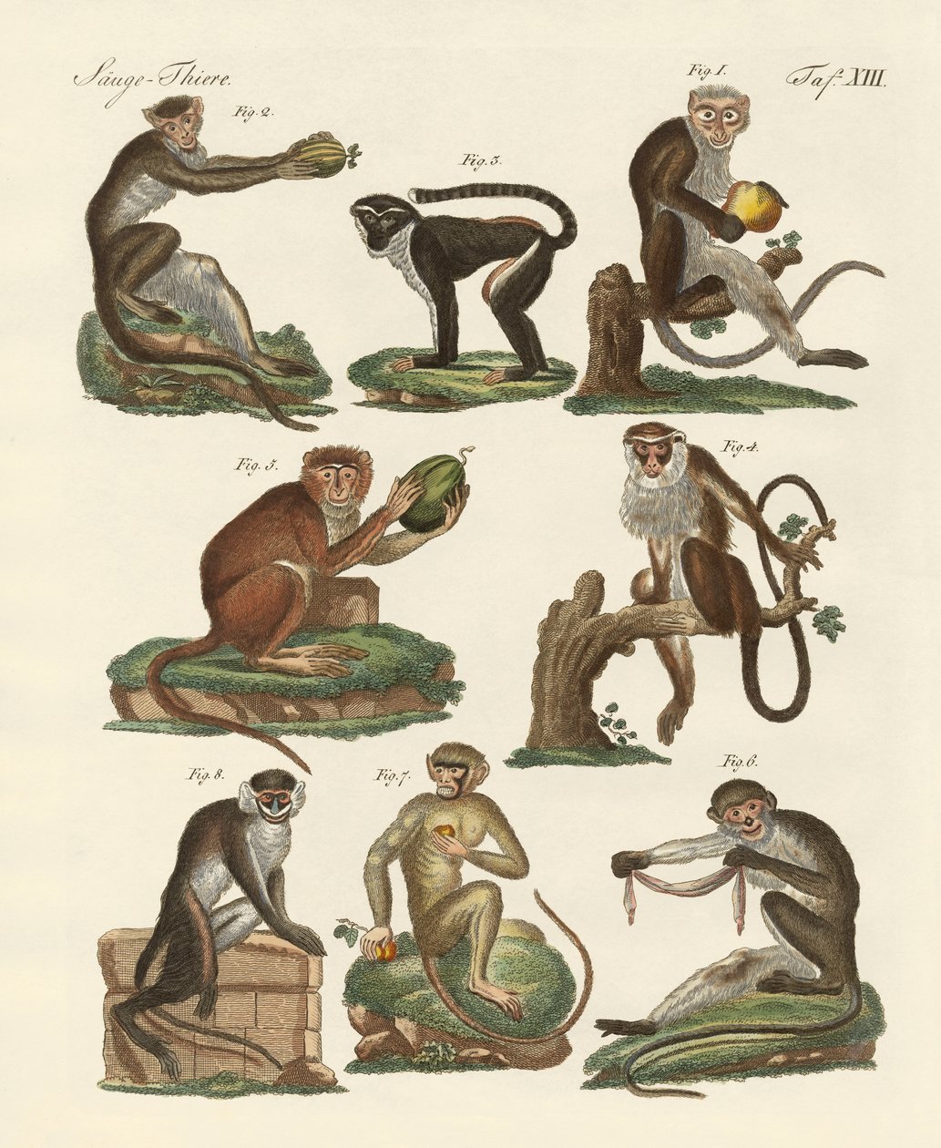 Sekiz çeşit guenon by German School