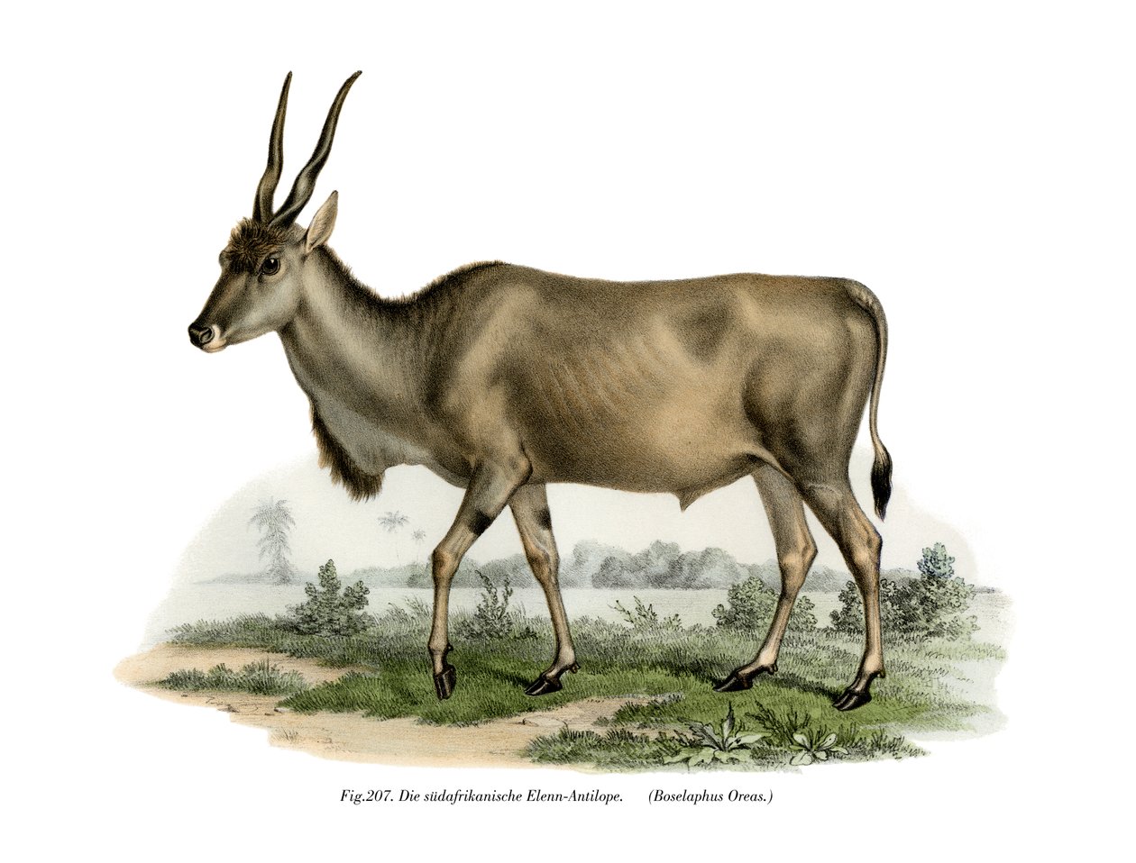 Eland, 1860 by German School