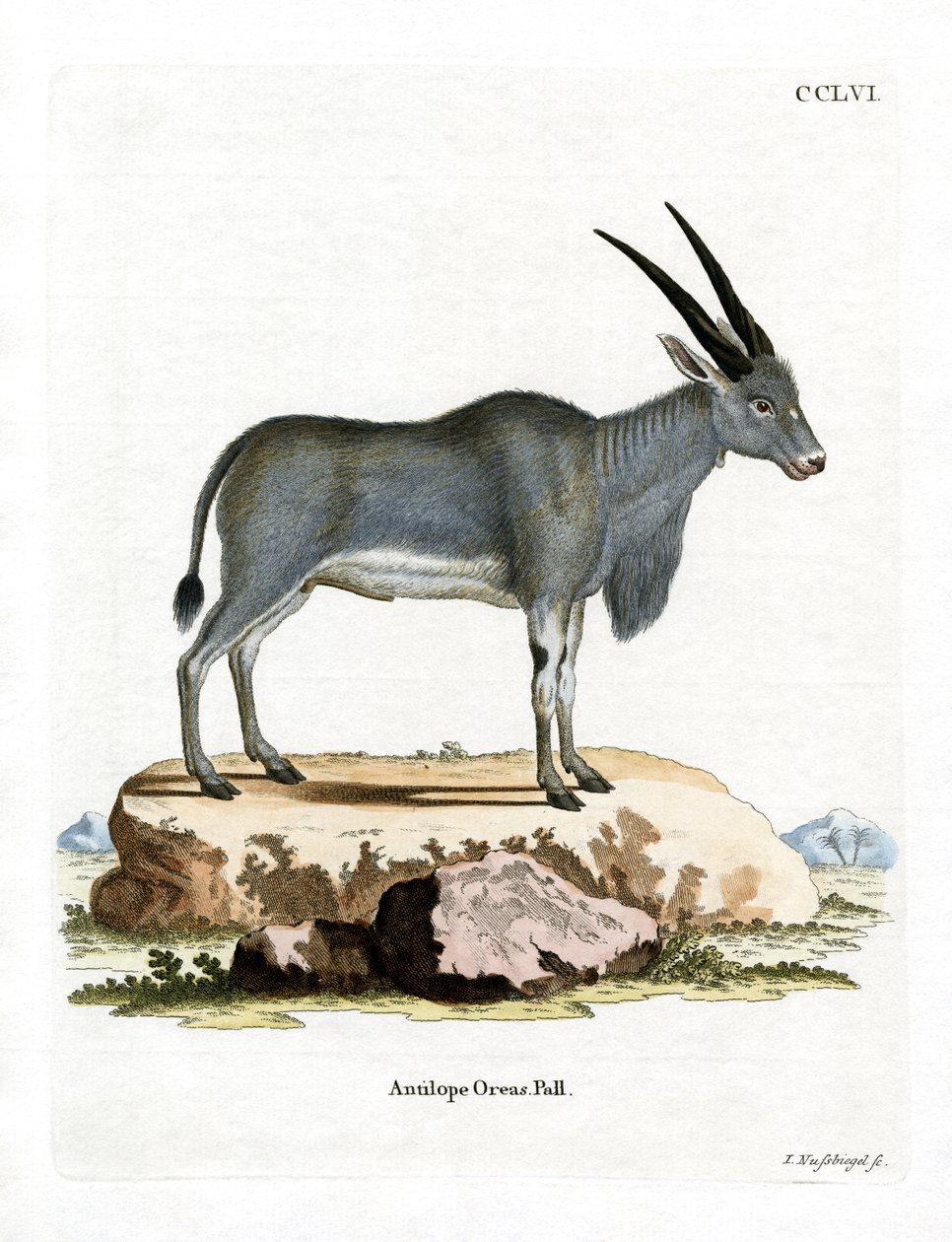 Eland Antilop (renkli gravür) by German School