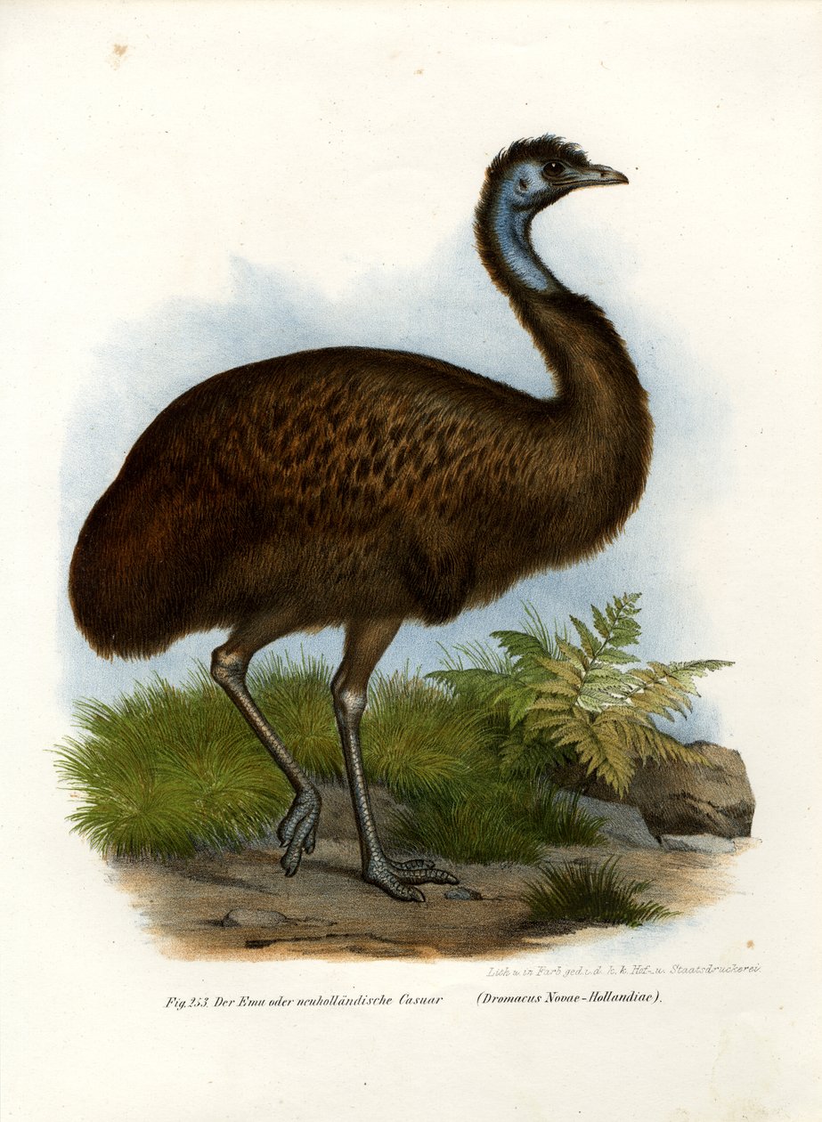 Emu, 1864 by German School