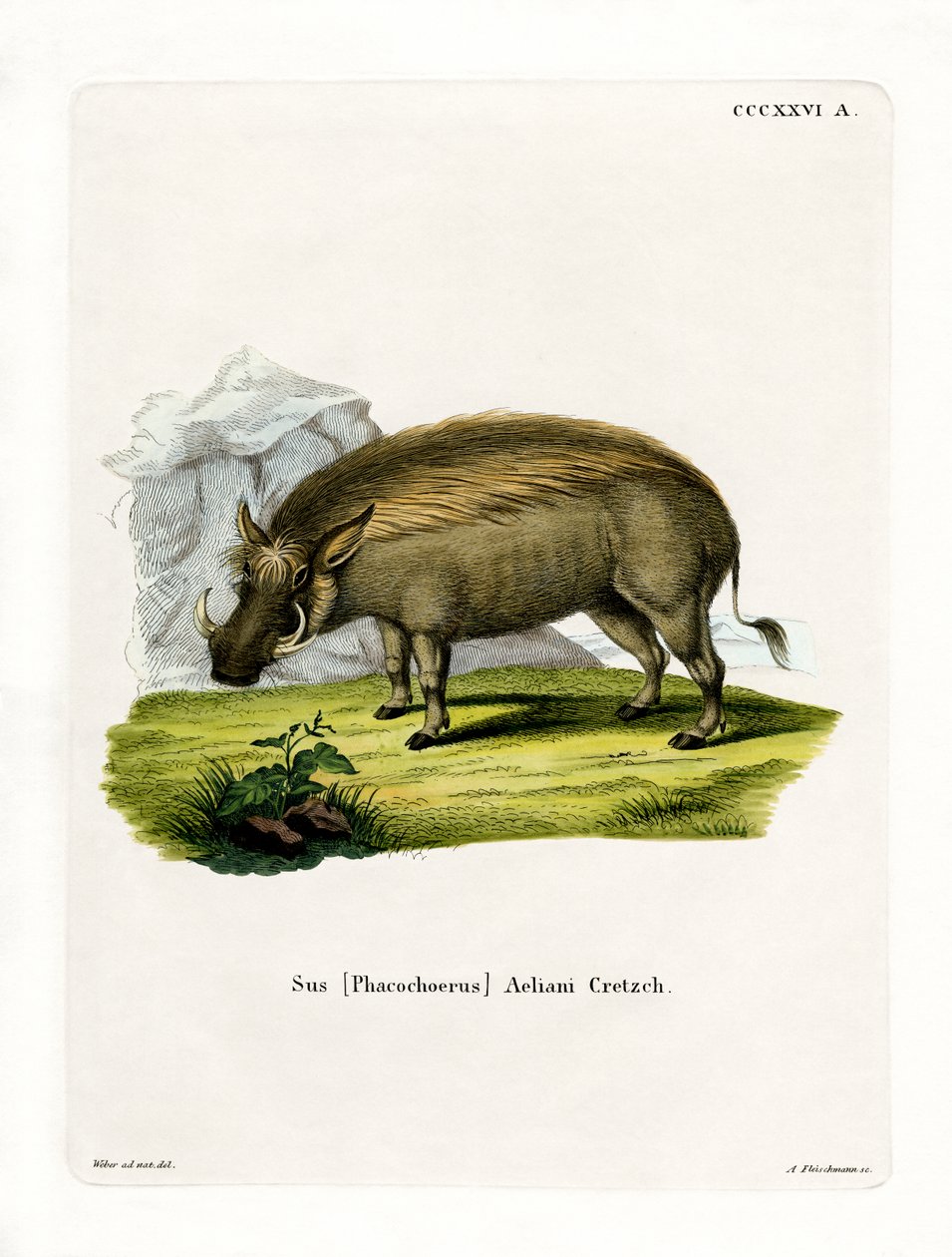 Eritre Warthog (renkli gravür) by German School