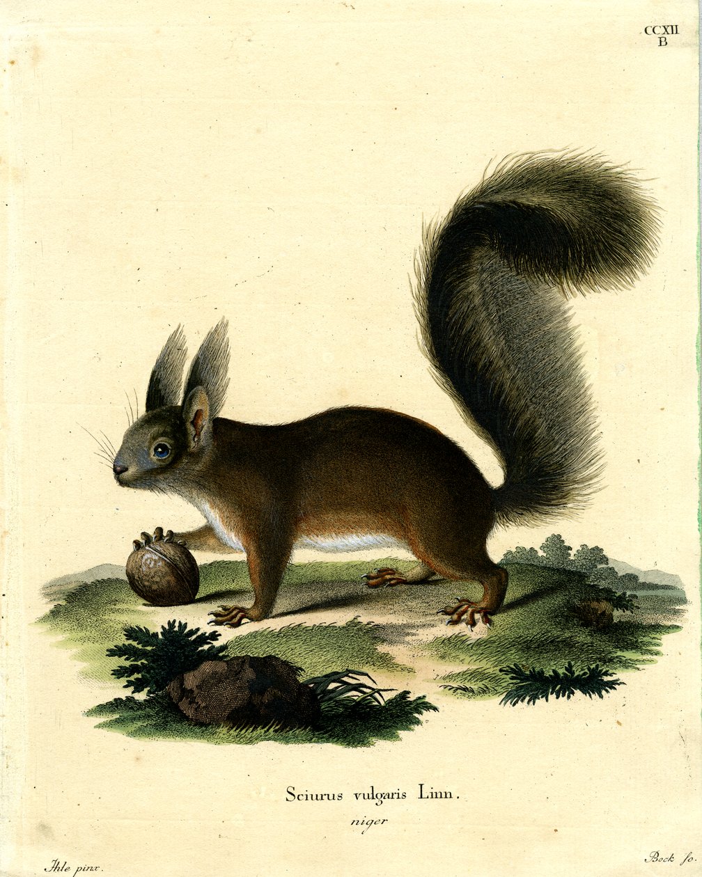 Avrasya Kızıl Sincap (renkli gravür) by German School