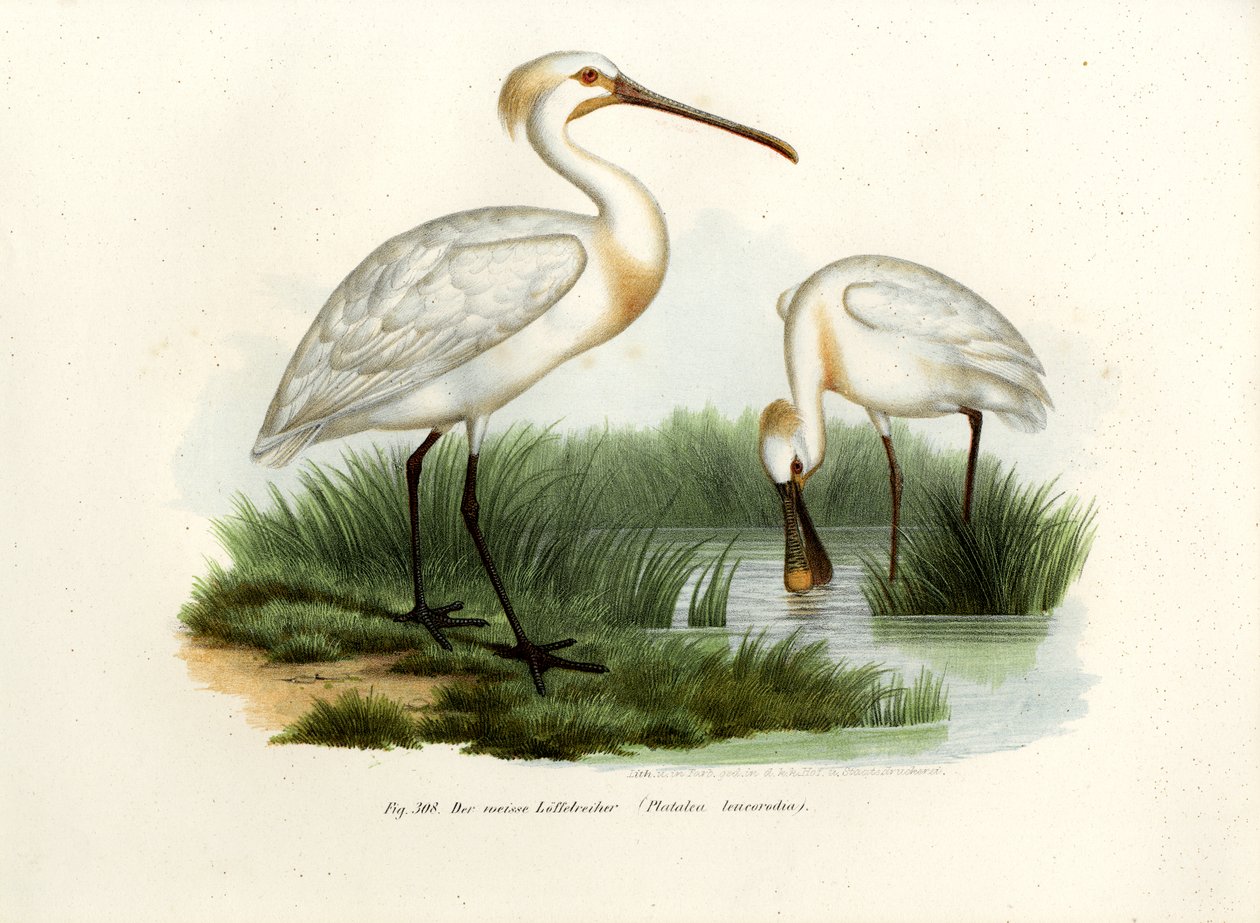 Avrasya Kaşıkçısı, 1864 by German School