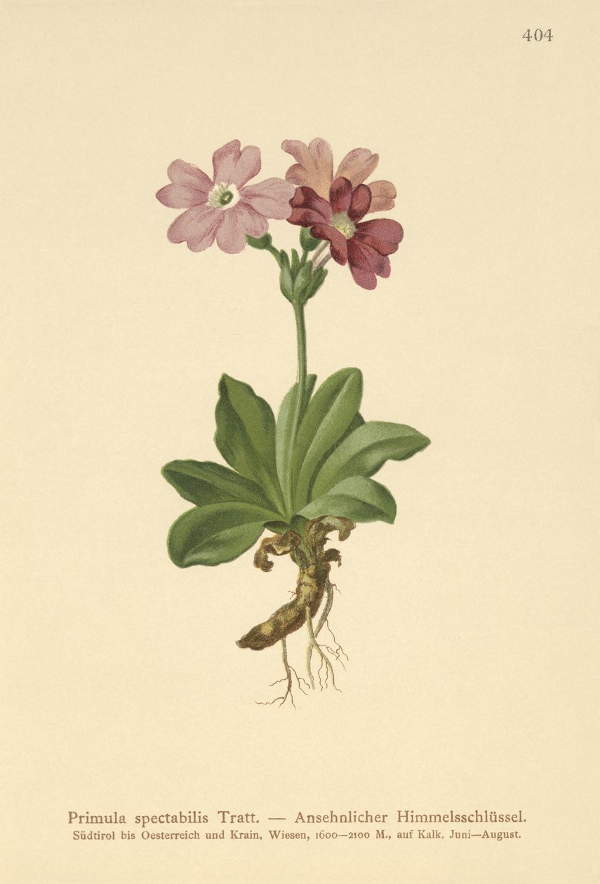 Avrupa Alp Çuha çiçeği (Primula spectabilis, Auriculastrum primula) by German School