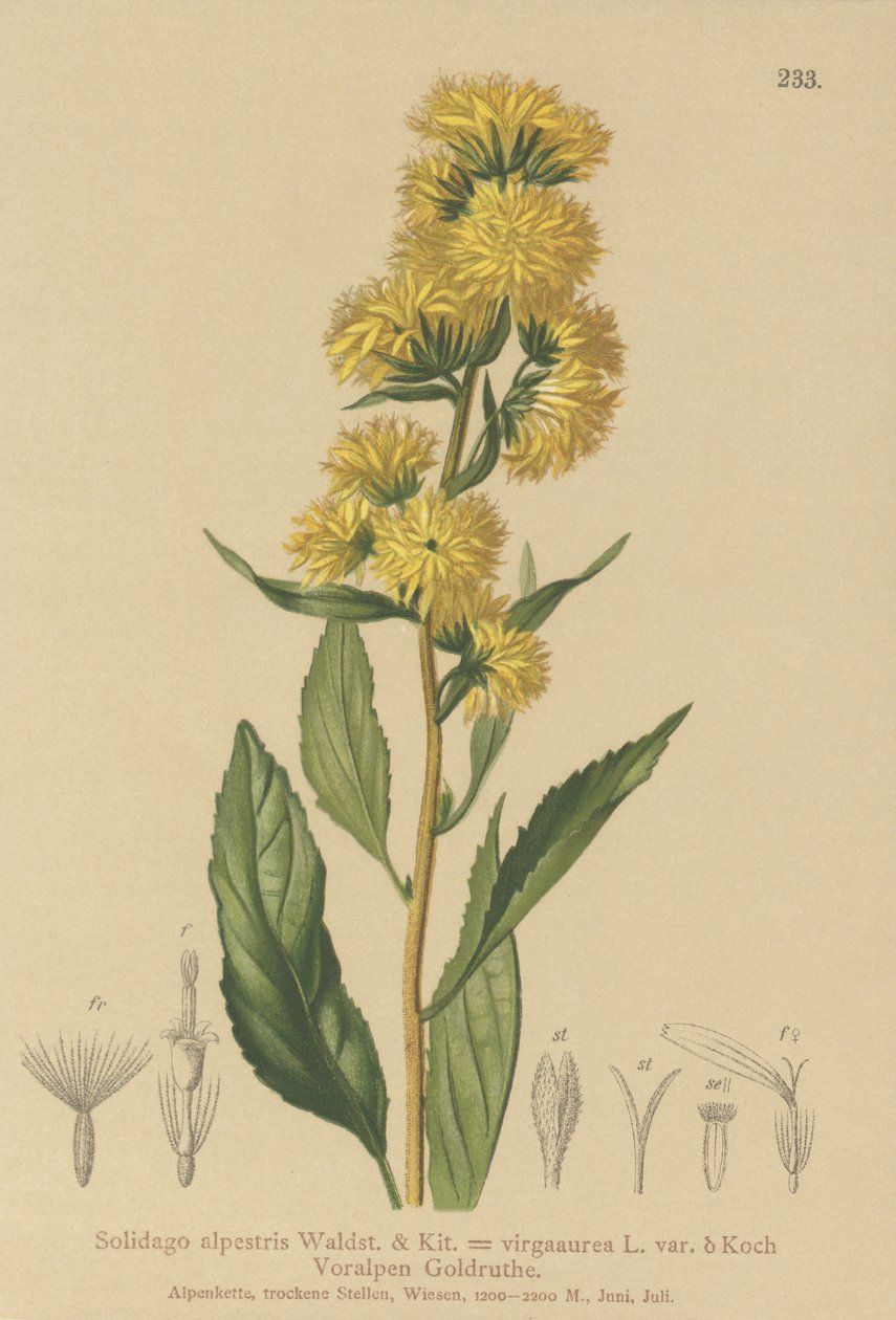 Avrupa Altın Başak (Solidago alpestris, Solidago virgaaurea, Solidago virgaurea) by German School
