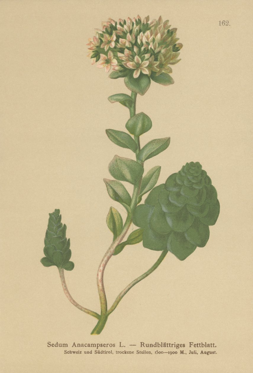 Yaprak Dökmeyen Orpine (Sedum Anacampseros, Hylotelephium anacampseros) by German School