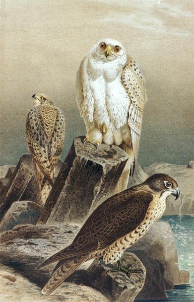 Falcon, "Brehms Tierleben: Allgemeine Kunde des Tierreichs", cilt 6, s.215, Bibliographisches Institut tarafından yayınlanan plaka by German School