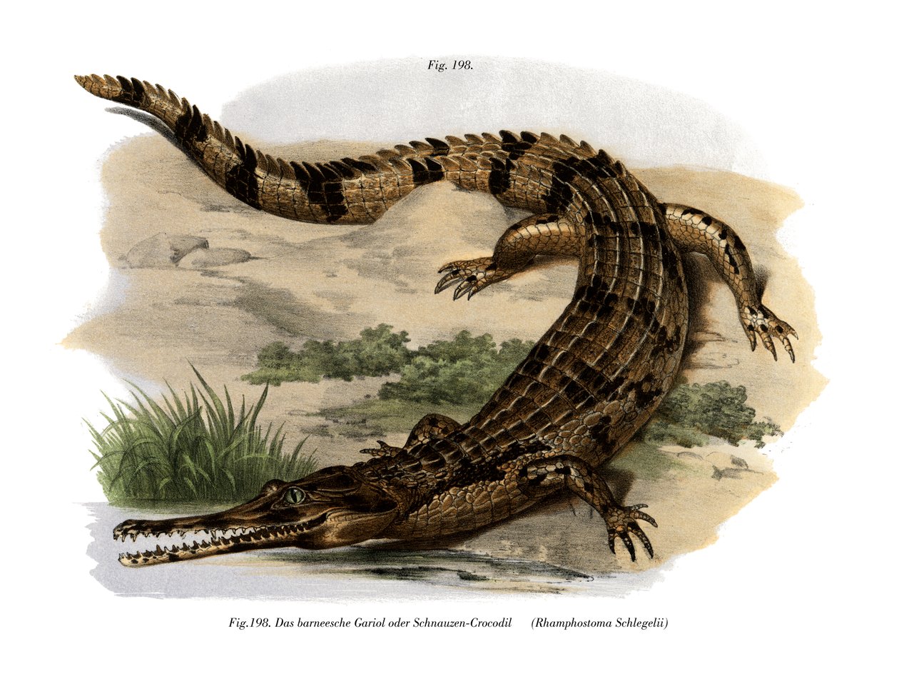 Sahte Gharial (renkli taş) by German School