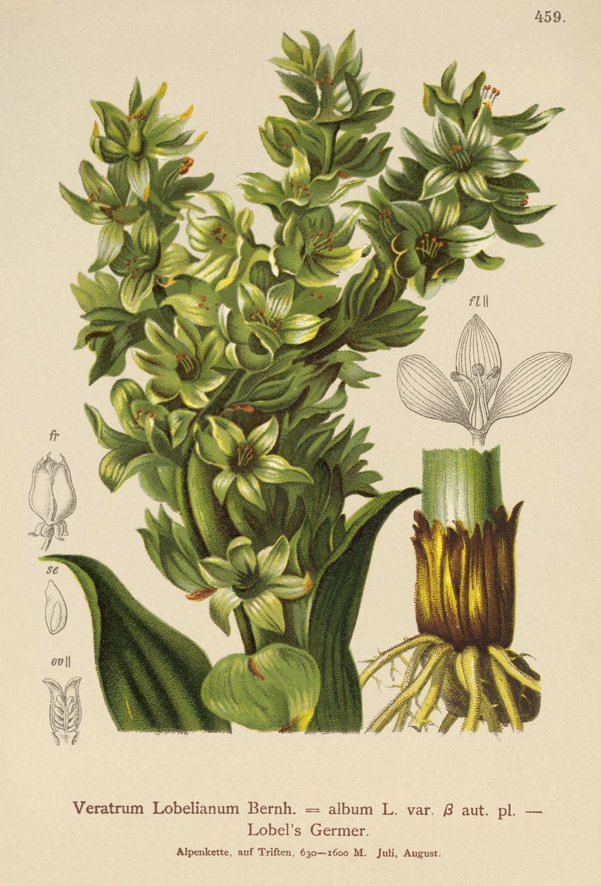 Yanlış Helleborine (Veratrum albümü, Veratrum Lobelianum) by German School
