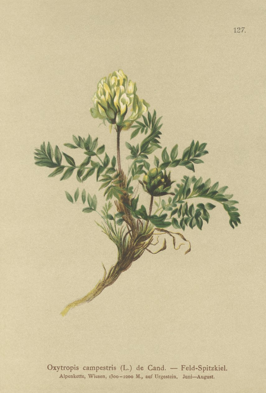 Tarla Locoweed (Oxytropis campestris) by German School