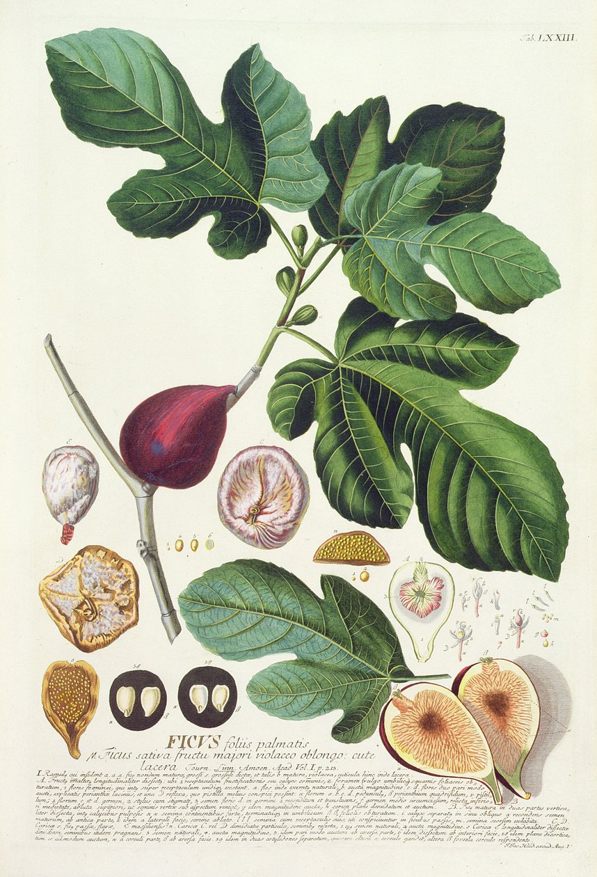 Johann Jakob Haid (1704-67) tarafından bir botanik kitaptan 73 numaralı plakaya oyulmuş incir, pub. Augustus Vind tarafından by German School