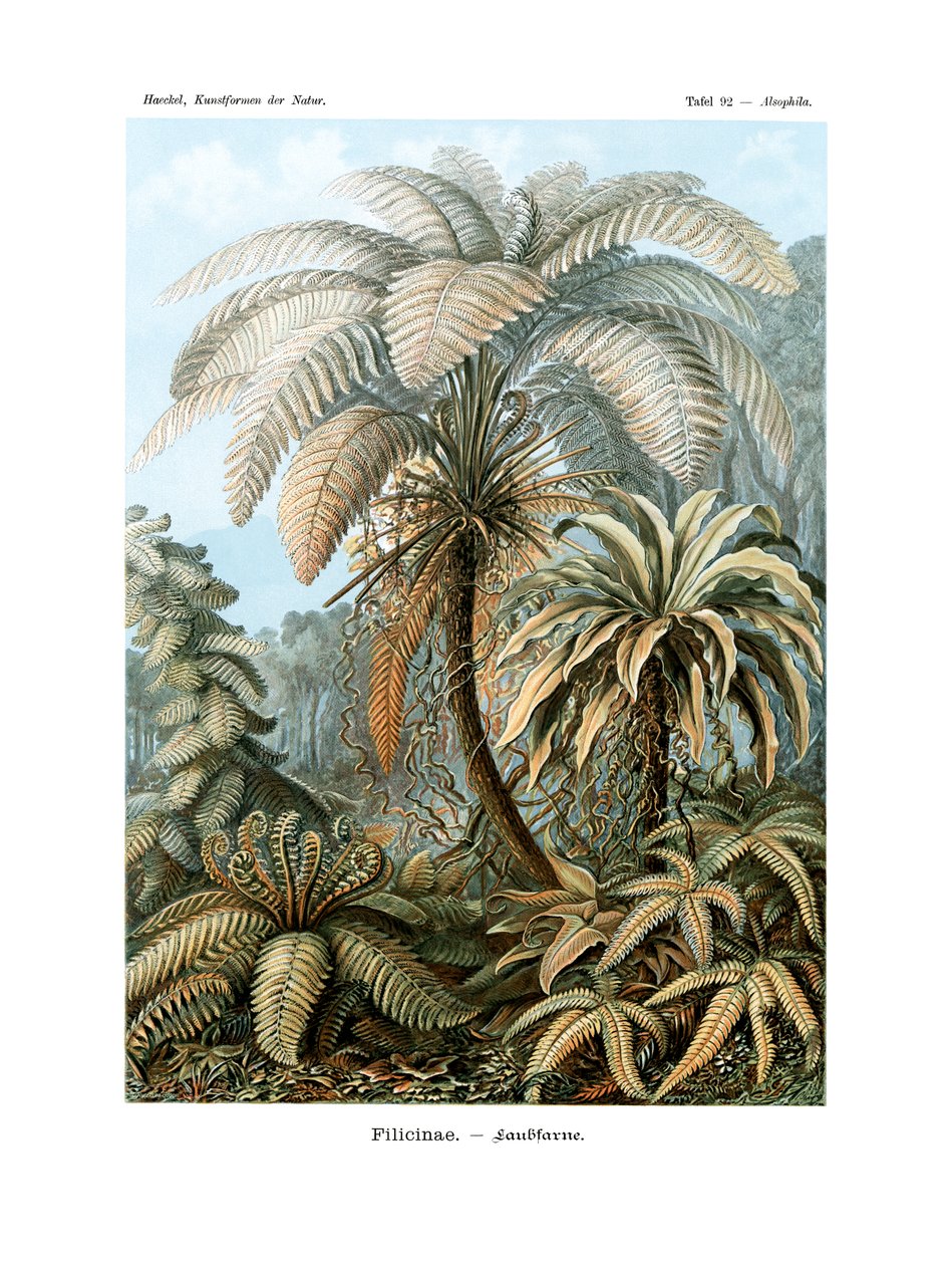 Filicinae, 1899-1904 by German School