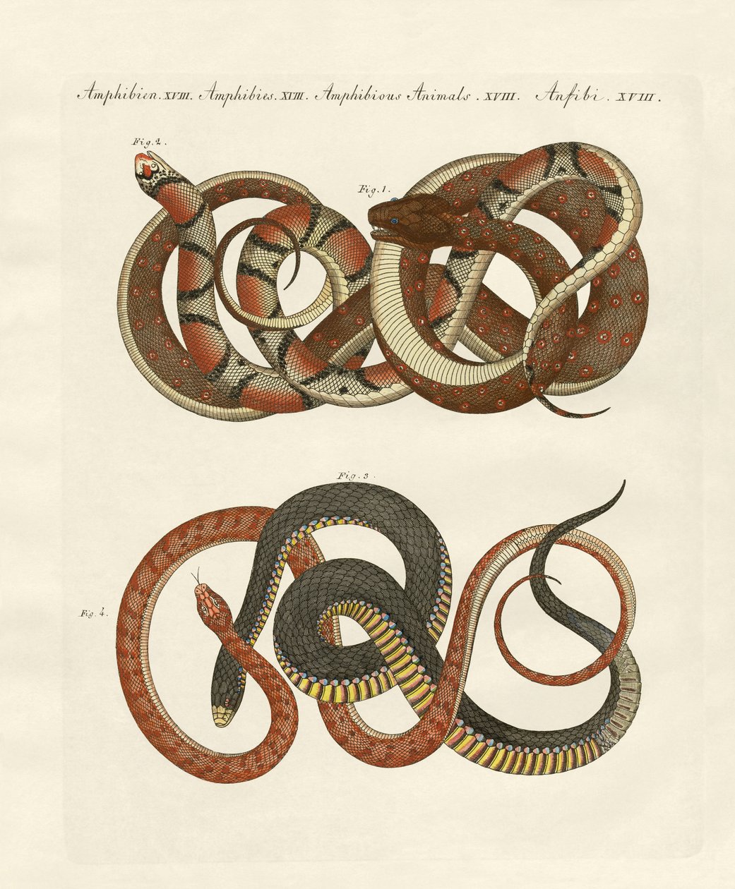 İnce çizgili kolubridler (renkli gravür) by German School