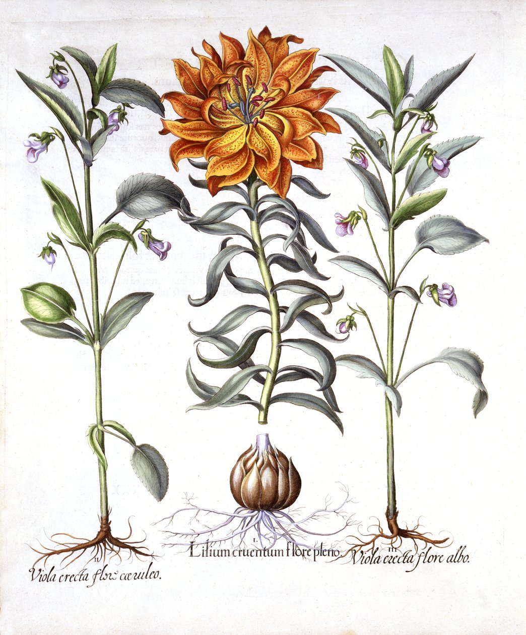 Ateş Zambağı ve Viola, Hortus Eystettensis