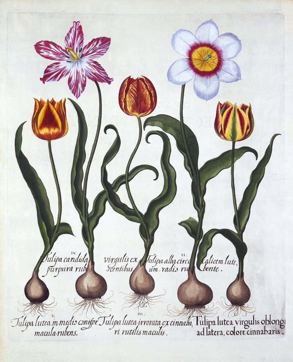 Beş Lale, Hortus Eystettensis