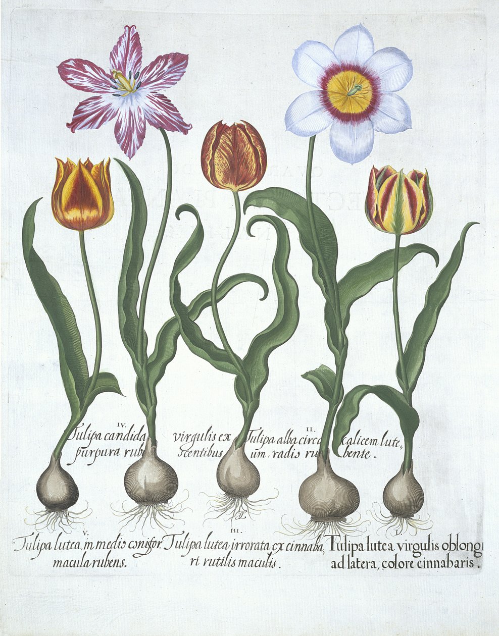 Beş Lale, Hortus Eystettensis