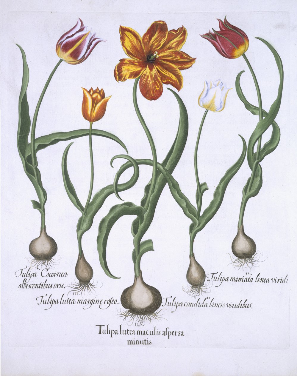 Beş Lale, Hortus Eystettensis