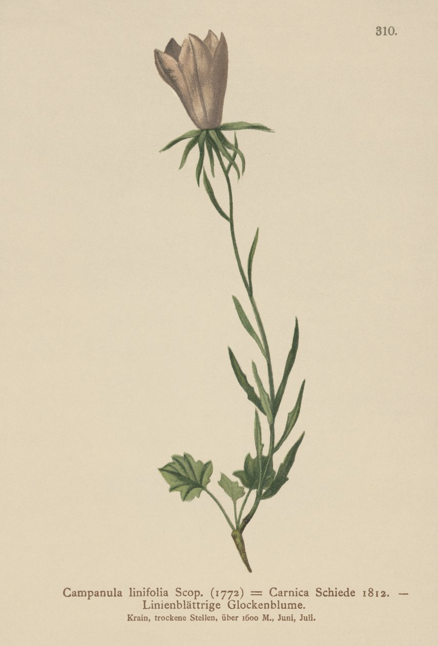 Keten Yapraklı Çan Çiçeği (Campanula linifolia, Campanula Carnica) by German School