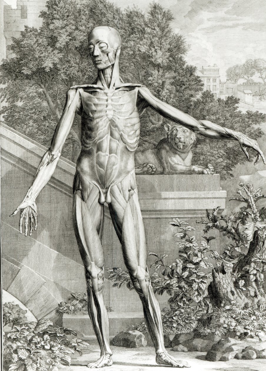 İnsan Vücudunun İskelet ve Kasları Tablolarından, Bernard Siegfried Albinus (1697-1770) 1747