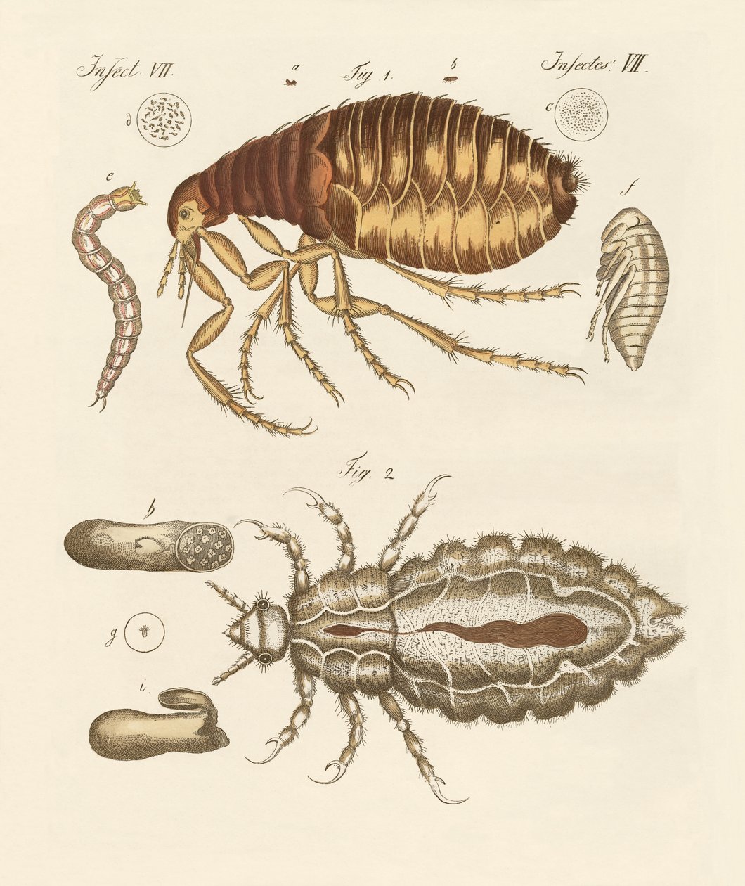 Pireler ve böcekler by German School