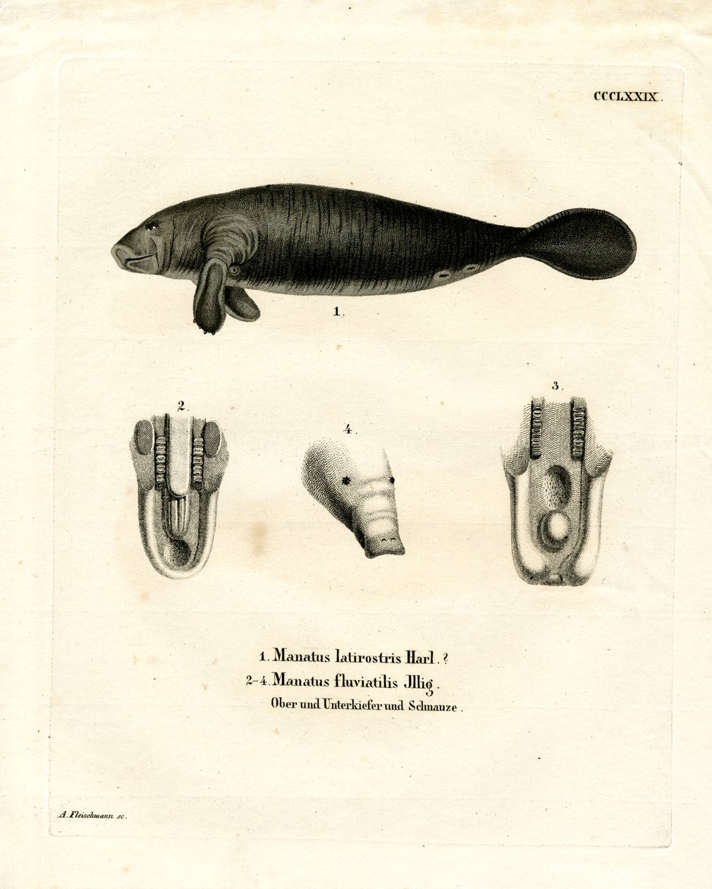 Florida Manatee (renkli gravür) by German School