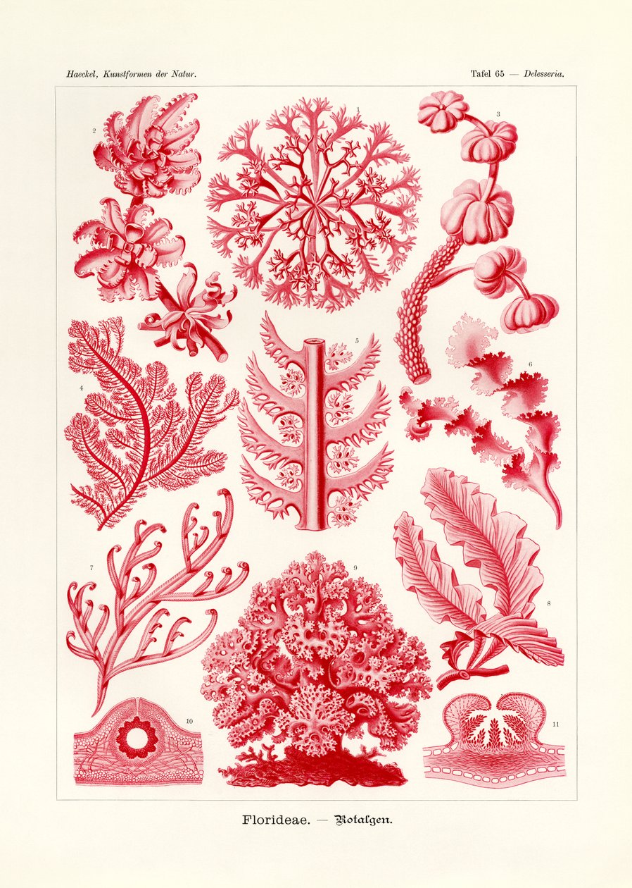 Florideae veya Rhodophyceae, 1899-1904 by German School