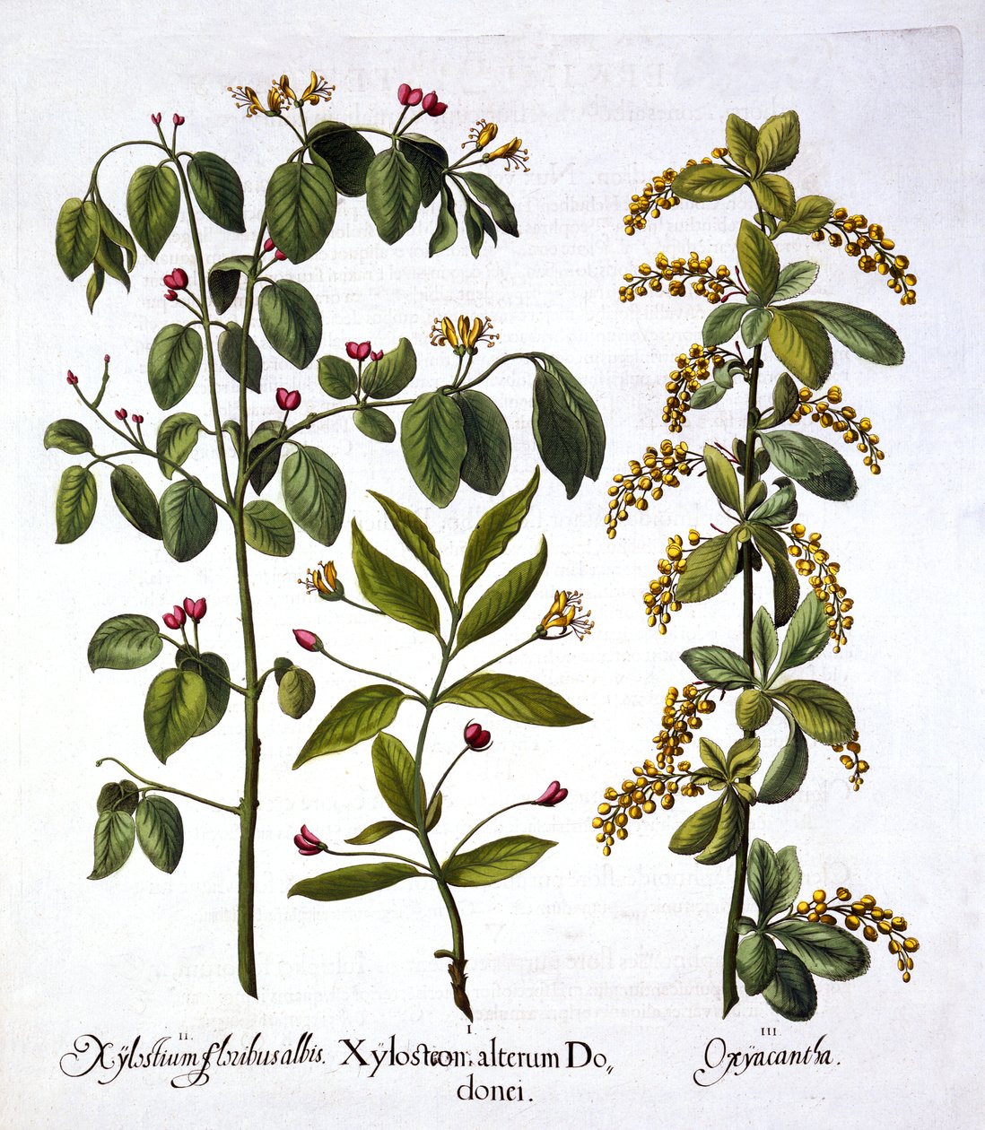 Fly Hanımeli ve Alıç, Hortus Eystettensis