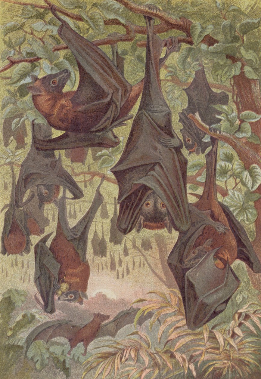 Flying Fox, Brehms Tierleben