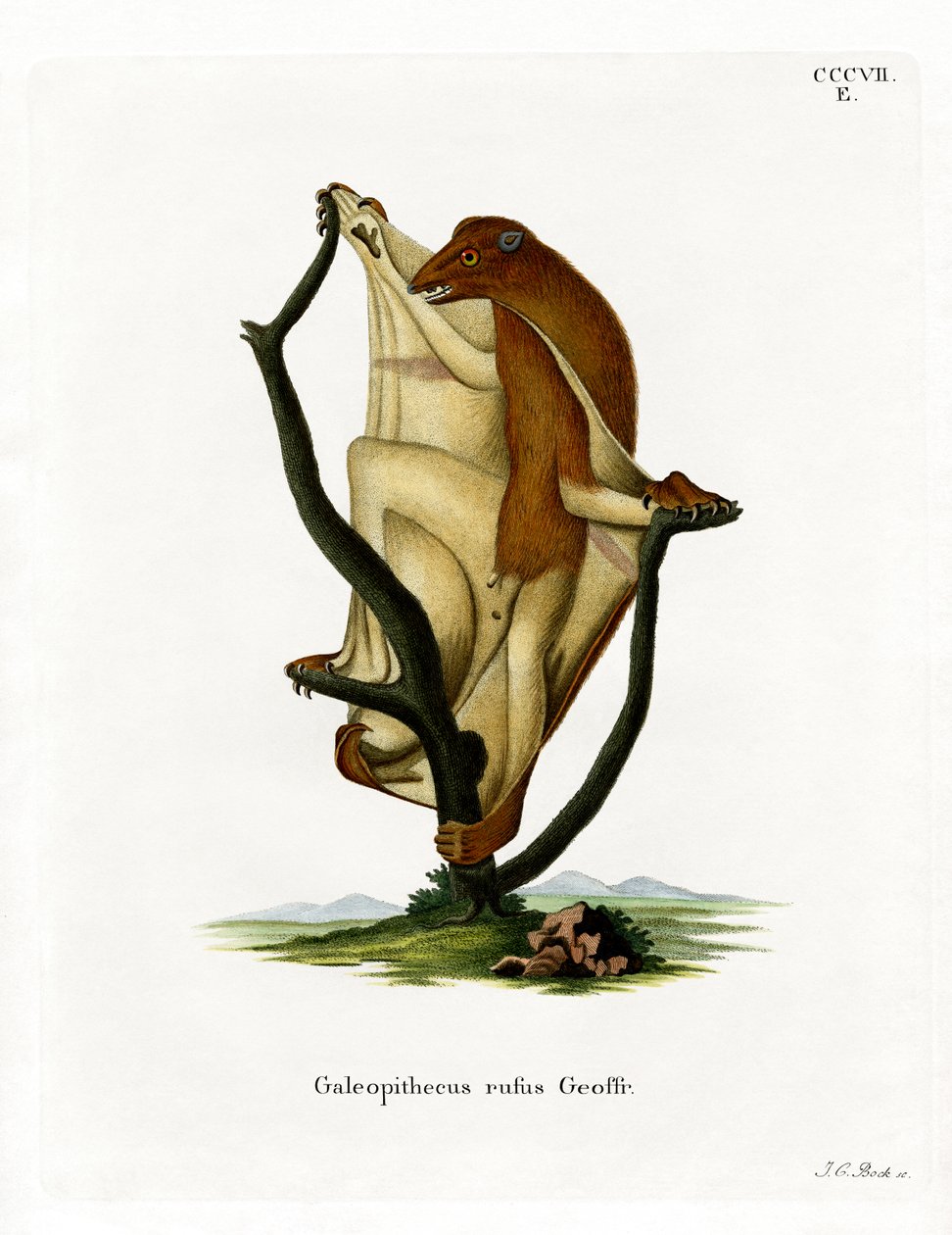 Uçan Lemur (renkli gravür) by German School