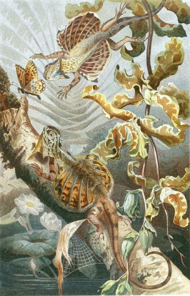 Uçan kertenkele, "Brehms Tierleben: Allgemeine Kunde des Tierreichs", cilt 7, s.51