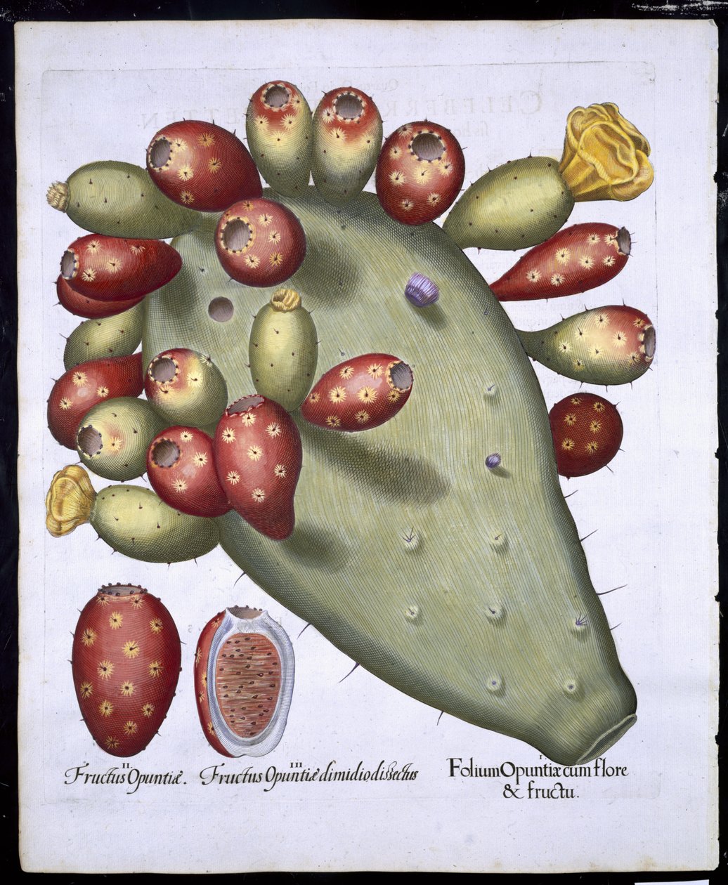 Folium Opuntia, Hortus Eystettensis