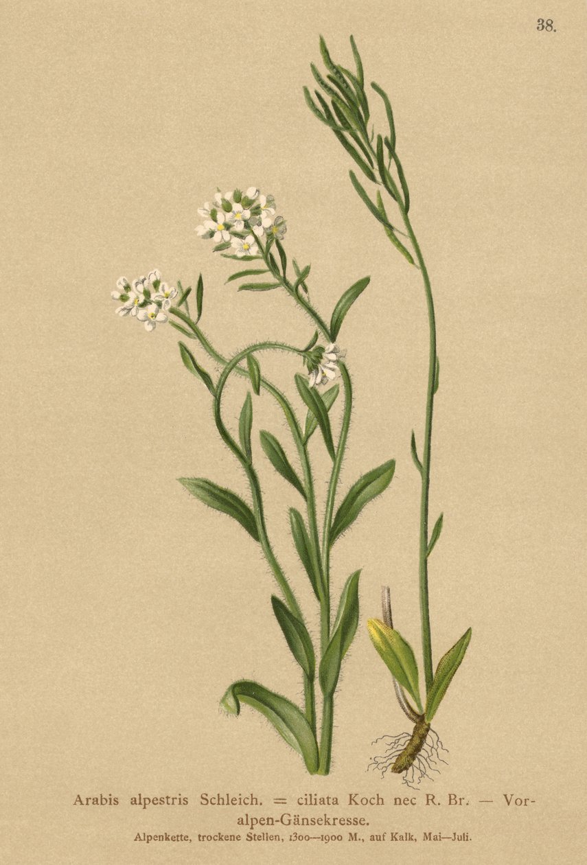 Alplerin eteklerinde tere (Arabis alpestris, Arabis ciliata) by German School