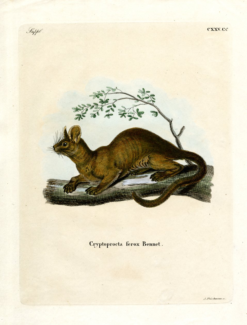 Fossa (renkli gravür) by German School