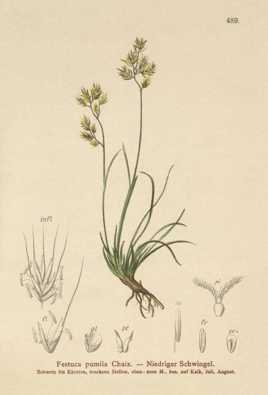 Dört Yapraklı Çayır (Festuca pumila, Festuca quadriflora) by German School