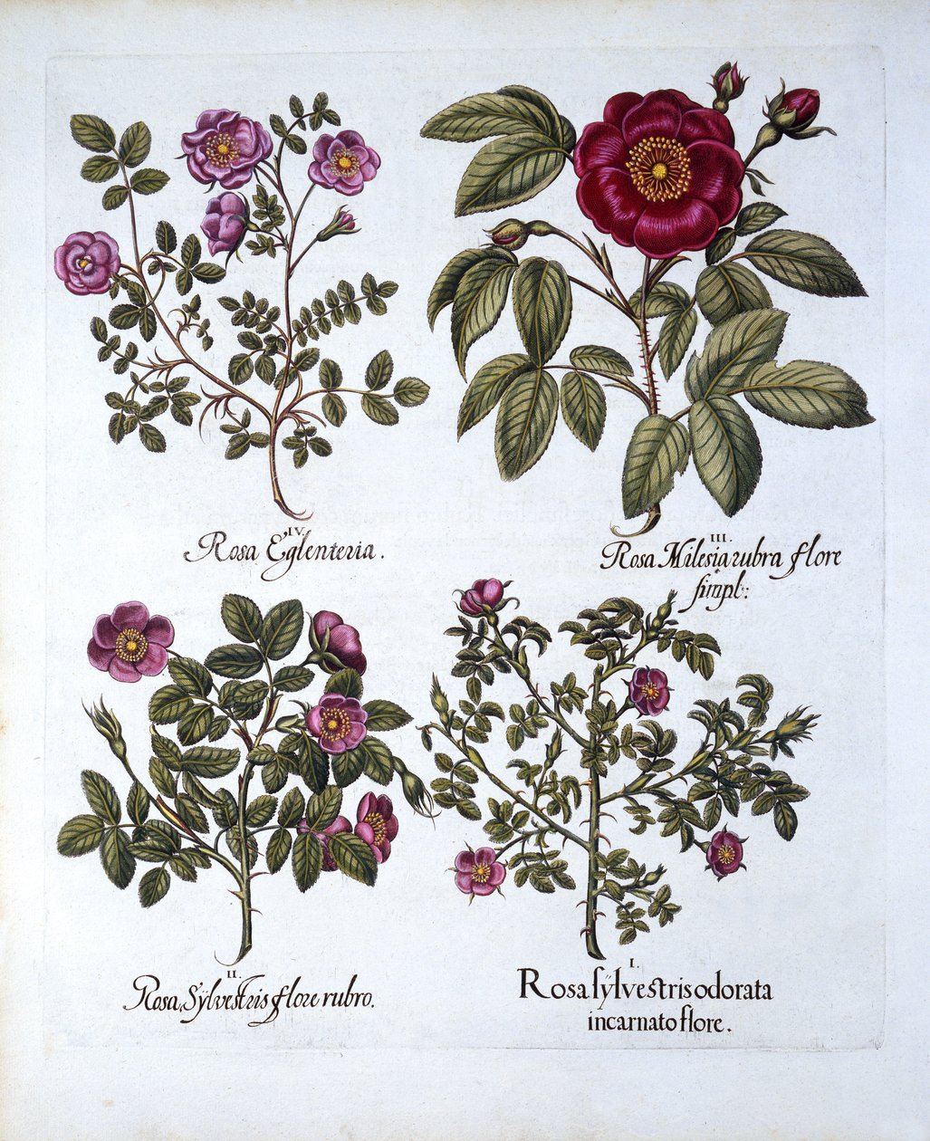 Hortus Eystettensis