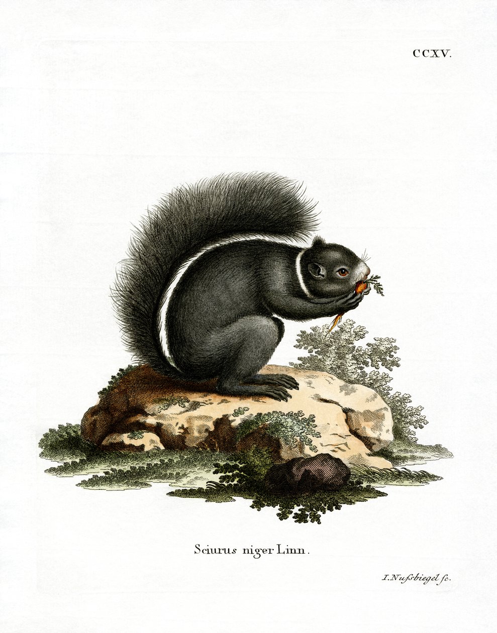 Tilki Sincap (renkli gravür) by German School