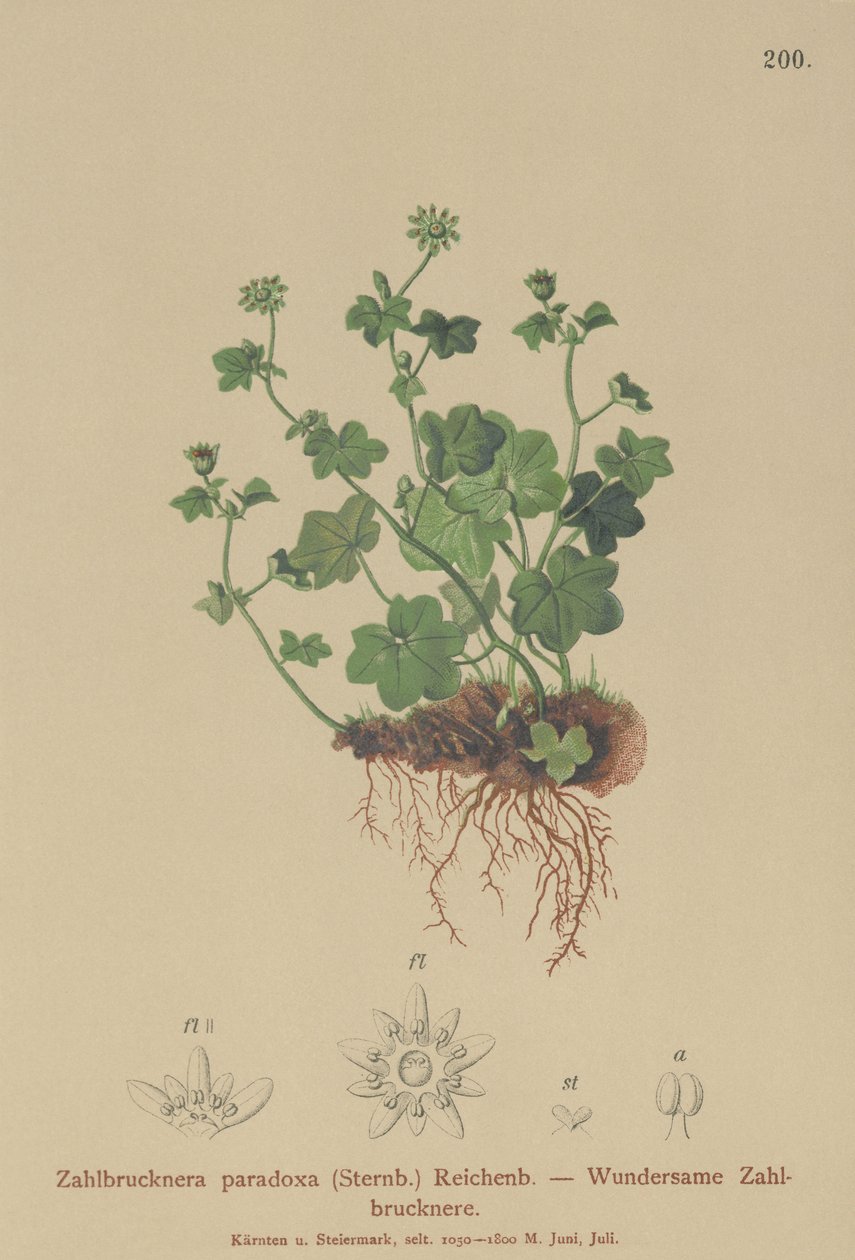 Kırılgan Saksafon (Zahlbrucknera paradoxa, Saxifraga paradoxa) by German School