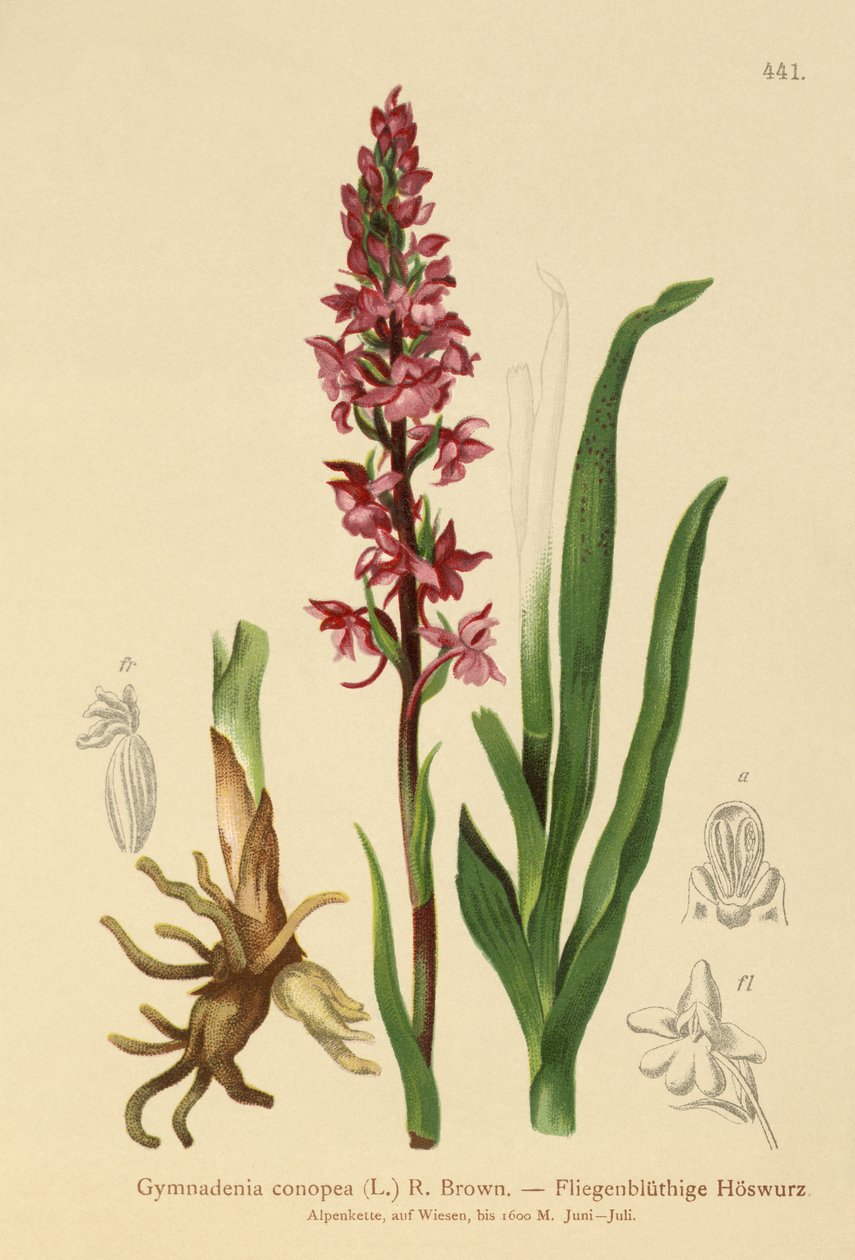 Kokulu Orkide (Gymnadenia conopea) by German School