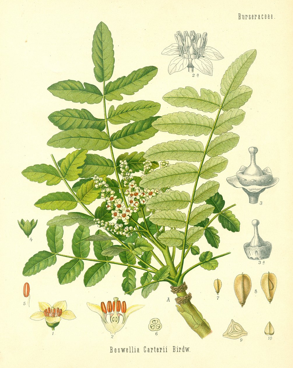 Buhur, 1887