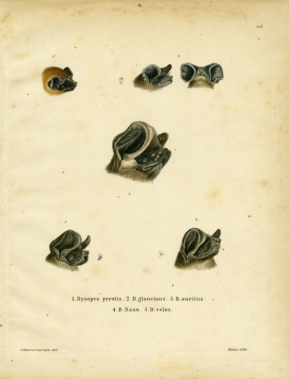 Serbest Kuyruklu Yarasalar (renkli gravür) by German School