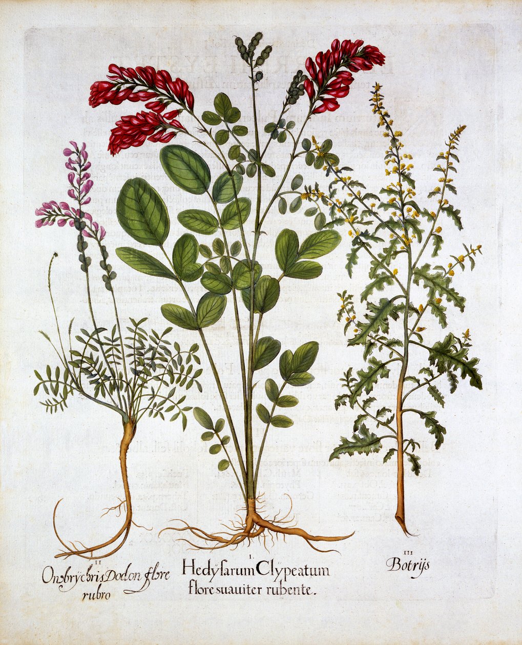 Hortus Eystettensis