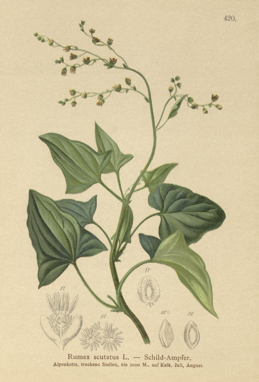 Fransız Kuzukulağı (Rumex scutatus) by German School
