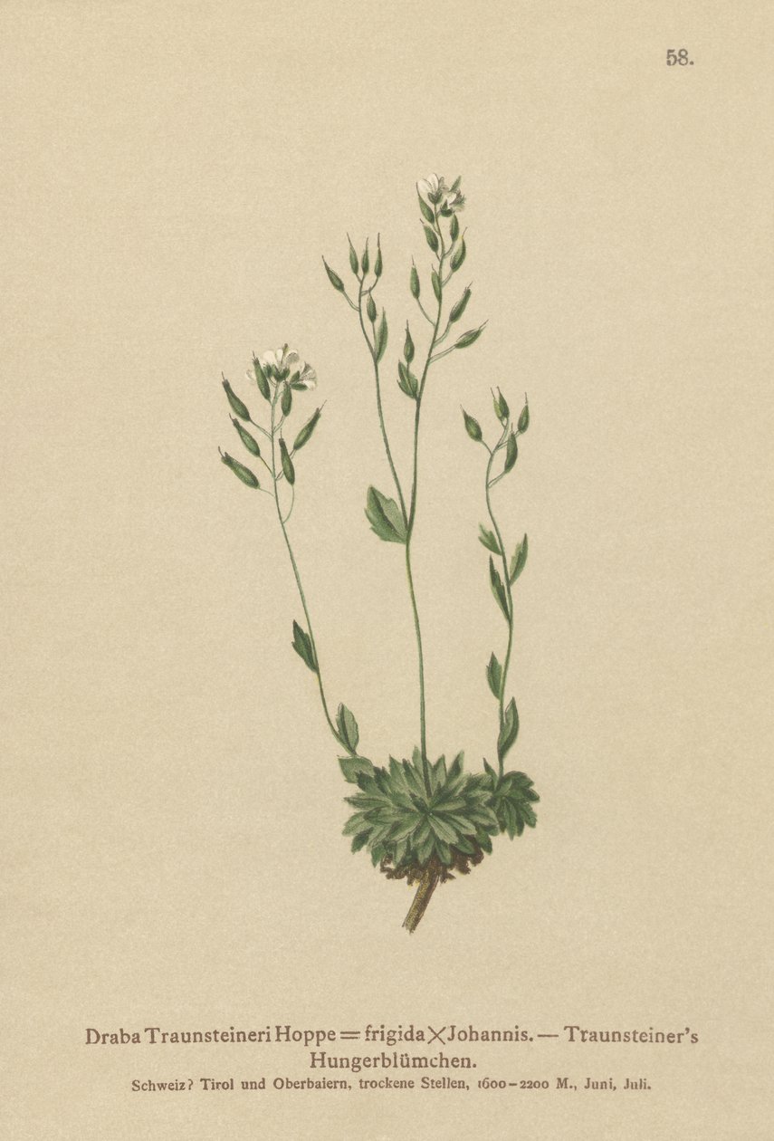 Frigid Whitlow-otu (Draba Traunsteineri, Draba frigida) by German School
