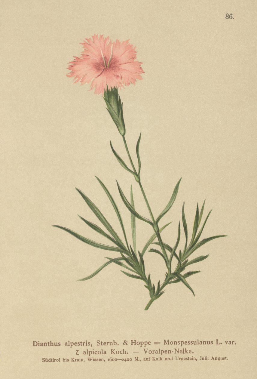 Saçaklı Pembe (Dianthus Monspessulanus, Dianthus alpestris, Dianthus alpicola) by German School